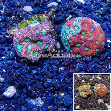 LiveAquaria® Two Pack Cultured Favia Coral