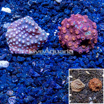 LiveAquaria® Two Pack Cultured Cyphastrea Frag