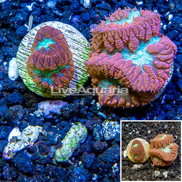 LiveAquaria® Two Pack Cultured Blastomussa Coral