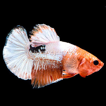 Fancy Couper Betta, Male