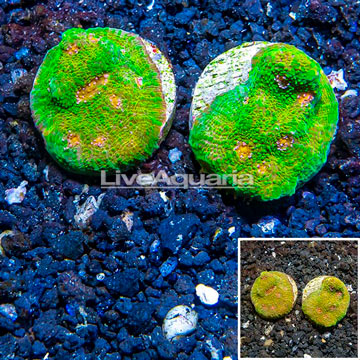 LiveAquaria® Two Pack Cultured Ultra Chalice Coral