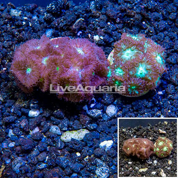 LiveAquaria® Two Pack Cultured Blastomussa Coral