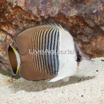 Whiteface Butterflyfish