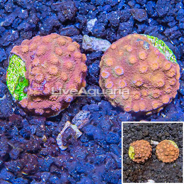 LiveAquaria® Two Pack Cultured Cyphastrea Frag