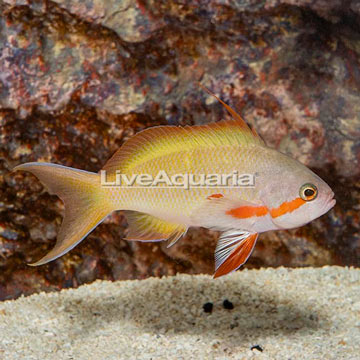 Hutchii Anthias