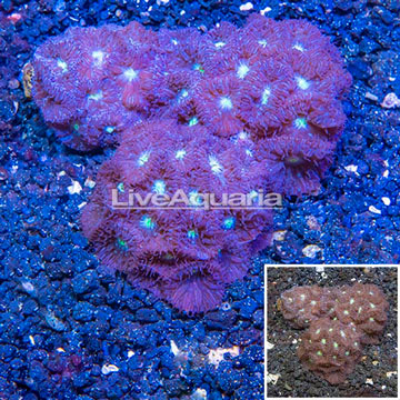 LiveAquaria® Three Pack Cultured Blastomussa Coral