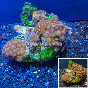 Zoanthus Coral Indonesia