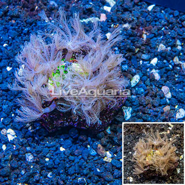 Zoanthus and Waving Hand Coral Combo Rock Indonesia