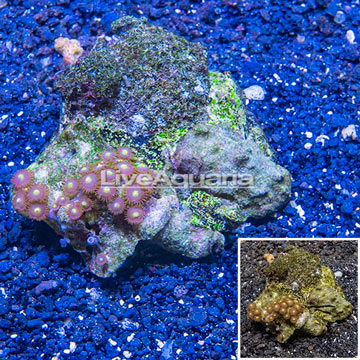 Zoanthus Coral Indonesia