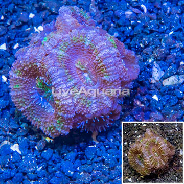 LiveAquaria® Cultured Acan Lord Coral