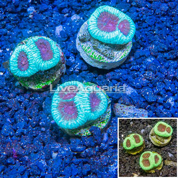 LiveAquaria® Three Pack Cultured Goniastrea Brain Coral