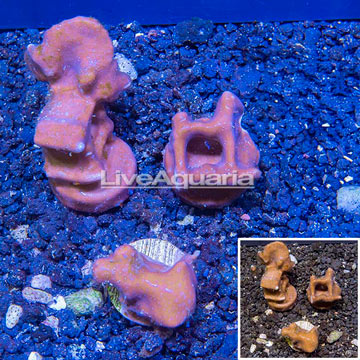 LiveAquaria® Three Pack Cultured Blue Ridge Coral