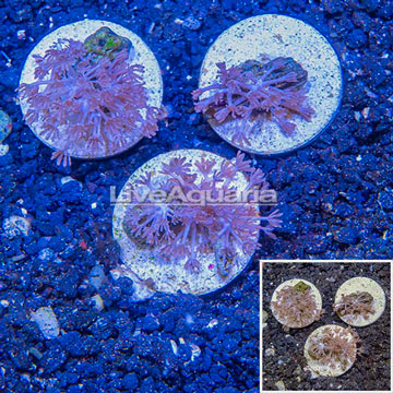 LiveAquaria® Three Pack Cultured Xenia Coral