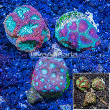 LiveAquaria® Three Pack Cultured Favia Coral