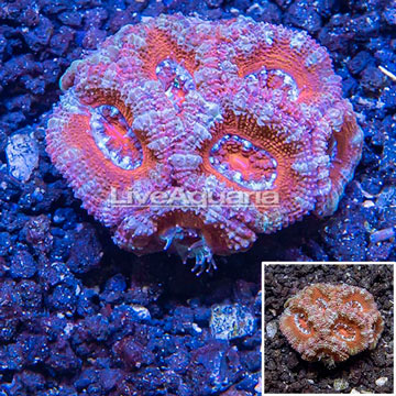 LiveAquaria® Cultured Acan Lord Coral