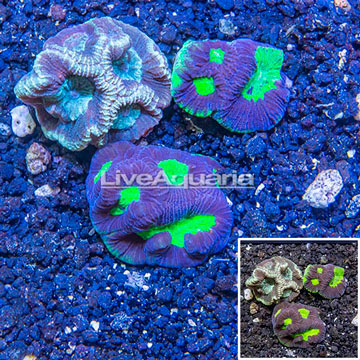 LiveAquaria® Three Pack Cultured Goniastrea Coral