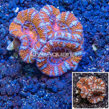 LiveAquaria® Cultured Acan Lord Coral