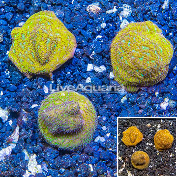 LiveAquaria® Three Pack Cultured Leptoseris Coral