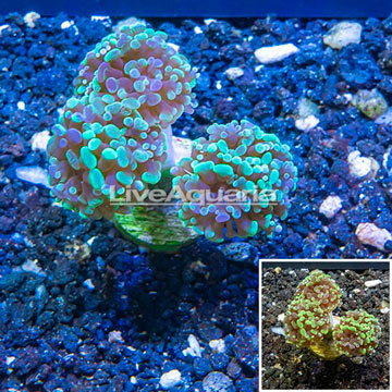LiveAquaria® Cultured Hammer Coral