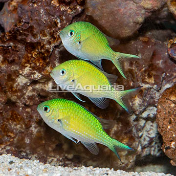 Green Reef Chromis, Trio