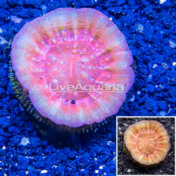 Scolymia Coral Australia