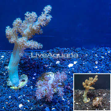 LiveAquaria® Two Pack Cultured Pineapple Tree Coral