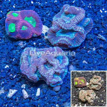 LiveAquaria® Three Pack Cultured Goniastrea Coral