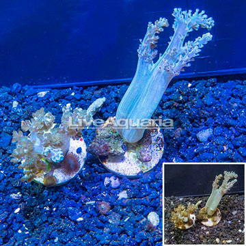 LiveAquaria® Two Pack Cultured Pineapple Tree Coral