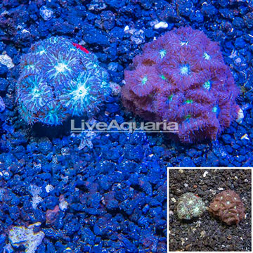 LiveAquaria® Two Pack Cultured Blastomussa Coral