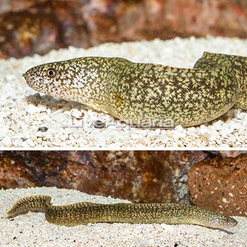 Richardson's Moray Eel