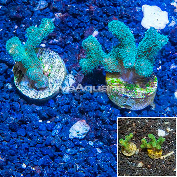 LiveAquaria® Two Pack Cultured Stylophora Coral