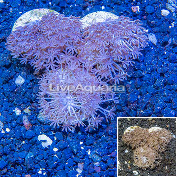 LiveAquaria® Three Pack Cultured Xenia Coral