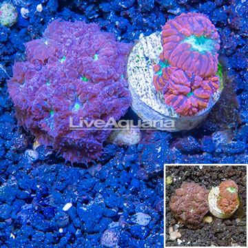 LiveAquaria® Two Pack Cultured Blastomussa Coral