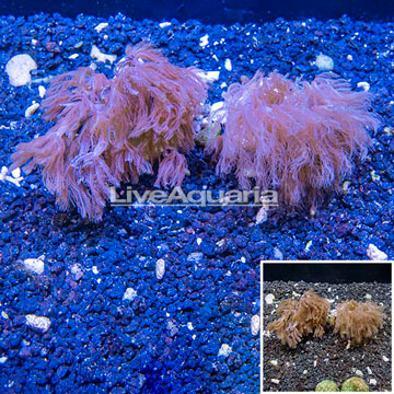LiveAquaria® Two Pack Cultured Anthelia Coral