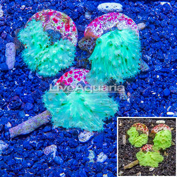 LiveAquaria® Three Pack Cultured Green Cabbage Leather Coral