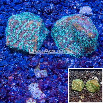 LiveAquaria® Two Pack Cultured Leptoseris Coral