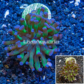 LiveAquaria® Cultured Hammer Coral