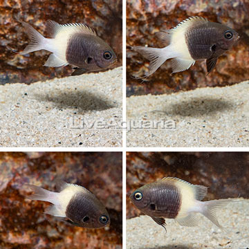 Bicolor Chromis, 4 Lot