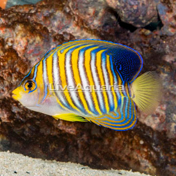 Regal Angelfish EXPERT ONLY