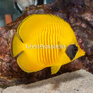 Golden Semilarvatus Butterflyfish