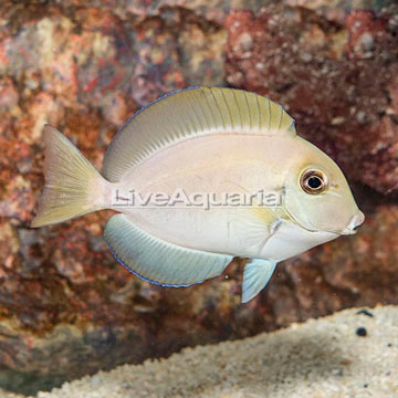 Epaulette Surgeonfish