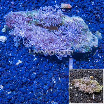 Xenia Coral Indonesia