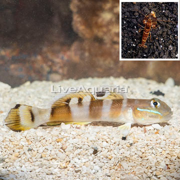 Tiger Watchman Goby With Tiger Snapping Shrimp