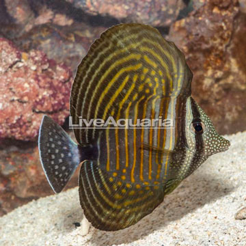 Sailfin Tang, Desjardini