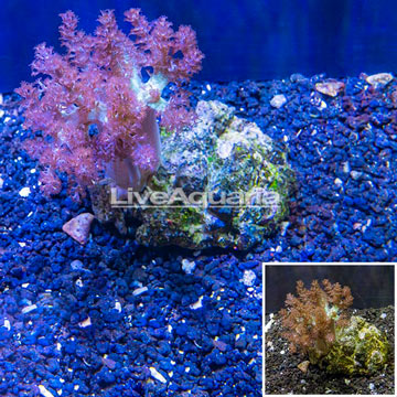 Pineapple Tree Coral Indonesia