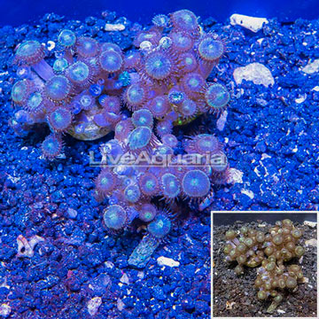 LiveAquaria® Three Pack Cultured Zoanthus Coral