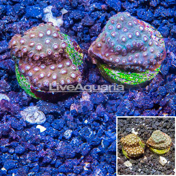 LiveAquaria® Two Pack Cultured Cyphastrea Frag