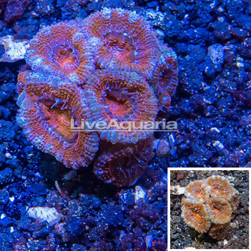 LiveAquaria® Cultured Acan Lord Coral