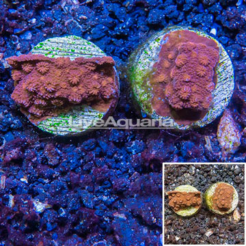 LiveAquaria® Two Pack Cultured Cyphastrea Frag