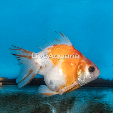 Oranda Ryukin Goldfish
